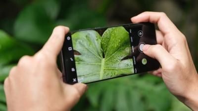 Hands using smart phone to photograph tropical leaf